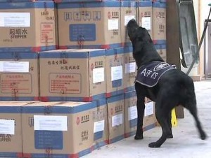 Sniffer Dog Typical Inspection